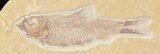 Diplomystus and Knightia Fossil Fish Plate - x #29581-3